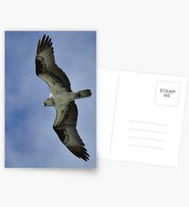 Osprey in Flight Postcards