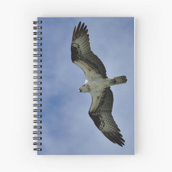 Item preview, Osprey in Flight designed and sold by Kim McClain Gregal.