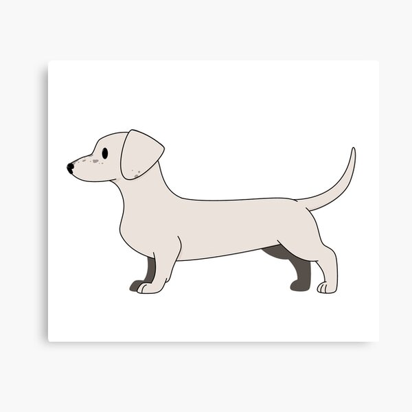 extreme piebald dachshund