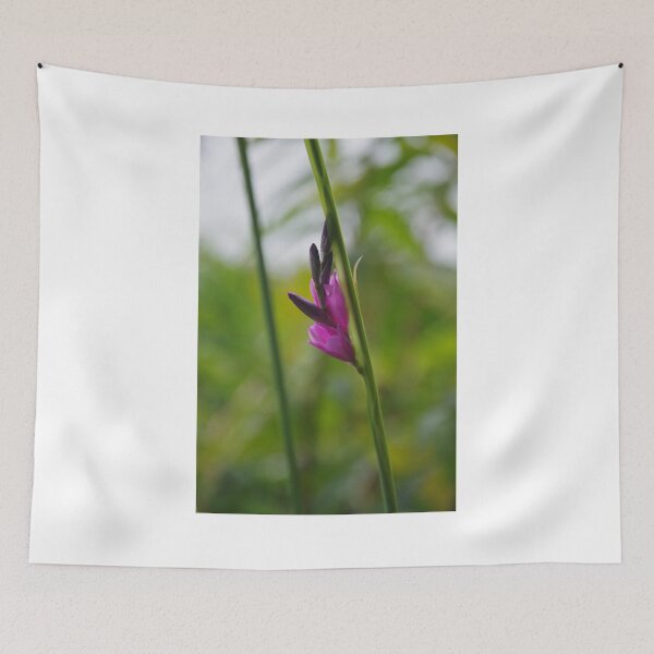 Aperçu de l'œuvre Dierama pulcherrimum (canne à pêche) créée et vendue par lezvee.