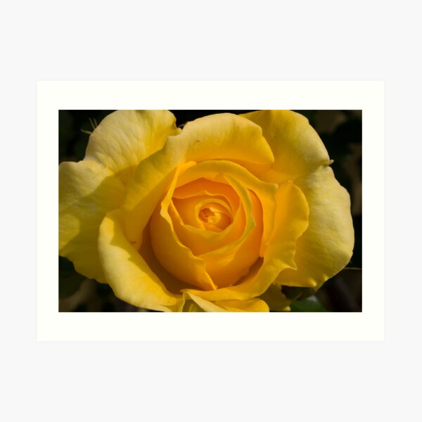 Yellow Rose Art Print