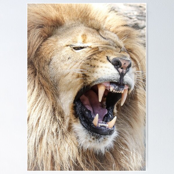 Item preview, Growling Lion designed and sold by Athena McKinzie.