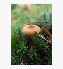 Mushroom and pine needle Photographic Print