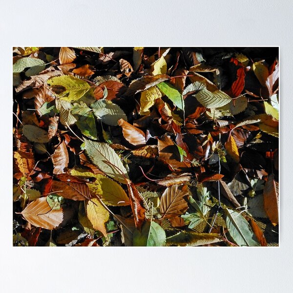 Item preview, Hojas de otoño iluminadas por el sol designed and sold by BlueMidnight.