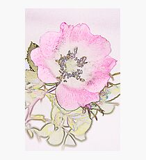 Brier rose Photographic Print