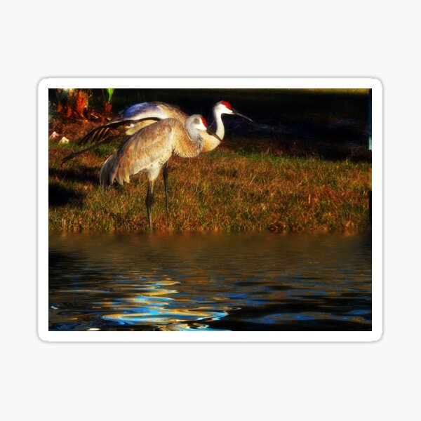 Item preview, Sandhill Cranes designed and sold by LudaNayvelt.