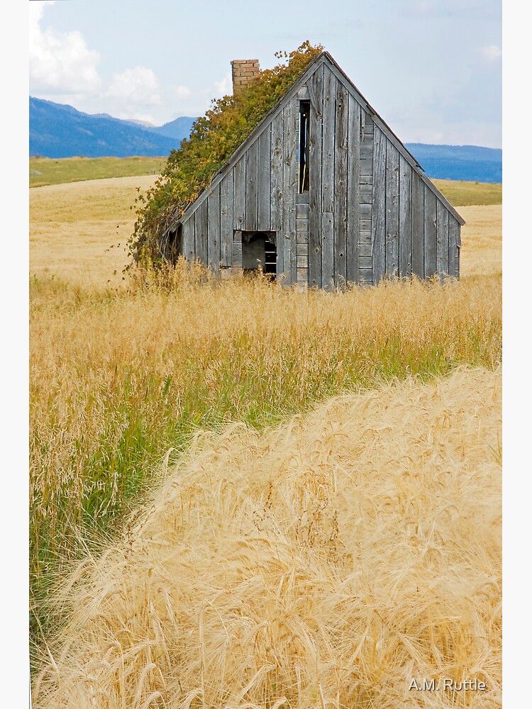 Broke Down Beauty, a.k.a. the Butt of the Barn by annruttle