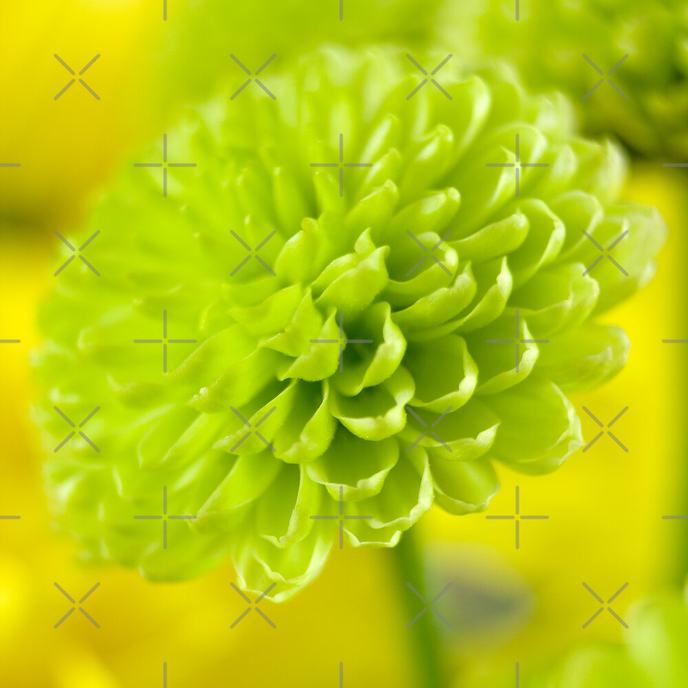 “Green dahlia” by Sandra O’Connor | Redbubble