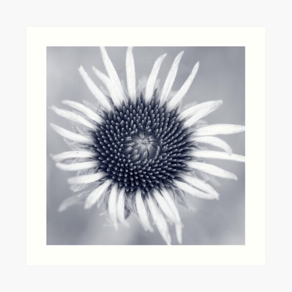 anew Art Print