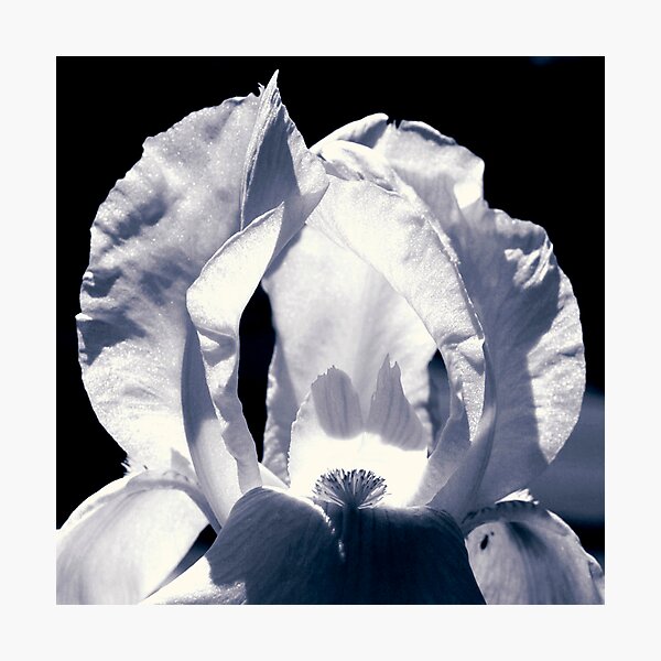 the flame Photographic Print