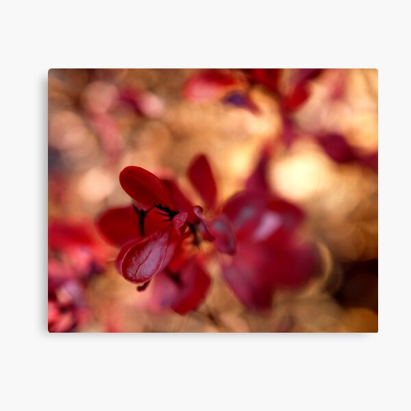 the tonic of wildness Canvas Print
