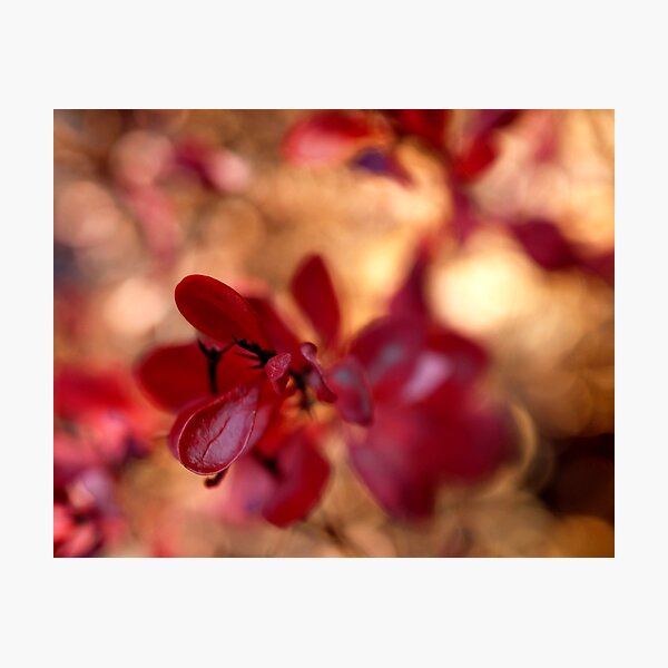 the tonic of wildness Photographic Print