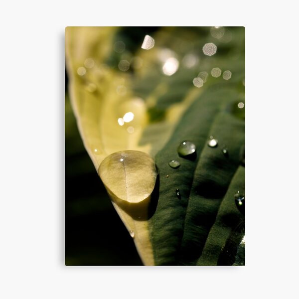 cradle Canvas Print