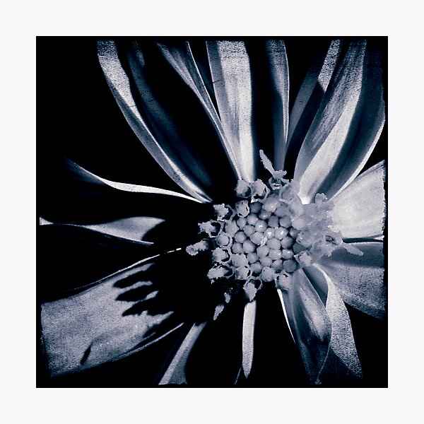 hello, my friend Photographic Print