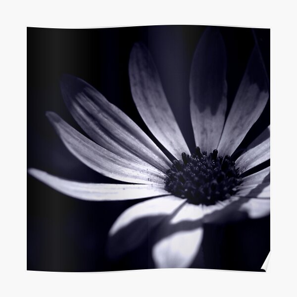 shy and lowly Poster