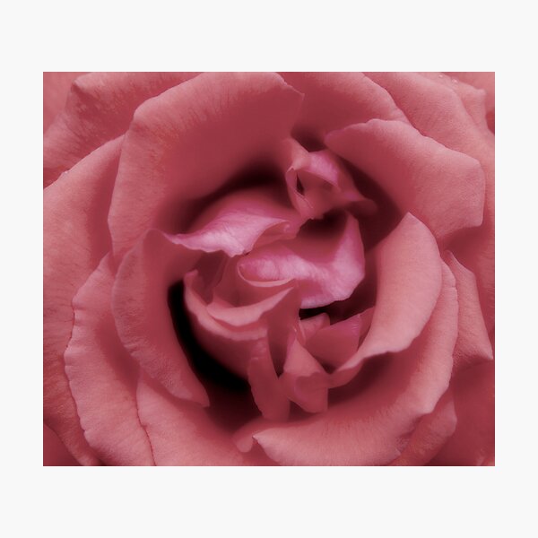 contessa Photographic Print