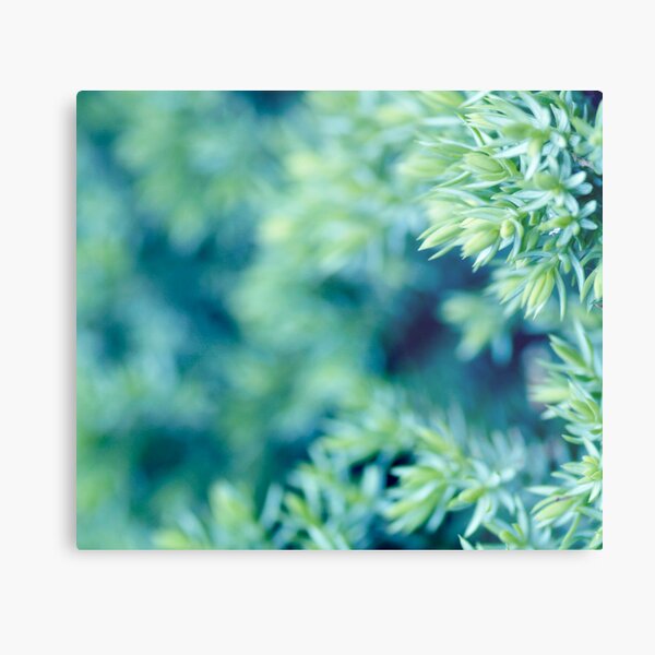 aqua forest Metal Print