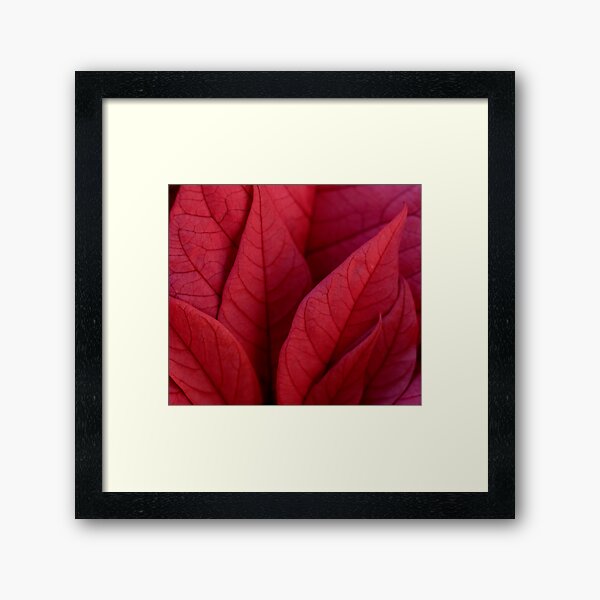 monarch Framed Art Print