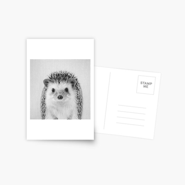 Hedgehog - Black & White Postcard