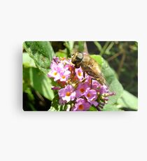 hoverfly on blossom Metal Print