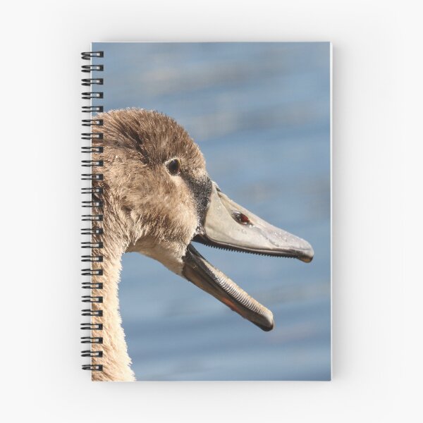 Item preview, Yawning cygnet designed and sold by GreyFeatherPhot.