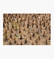 Rice Stubble Photographic Print