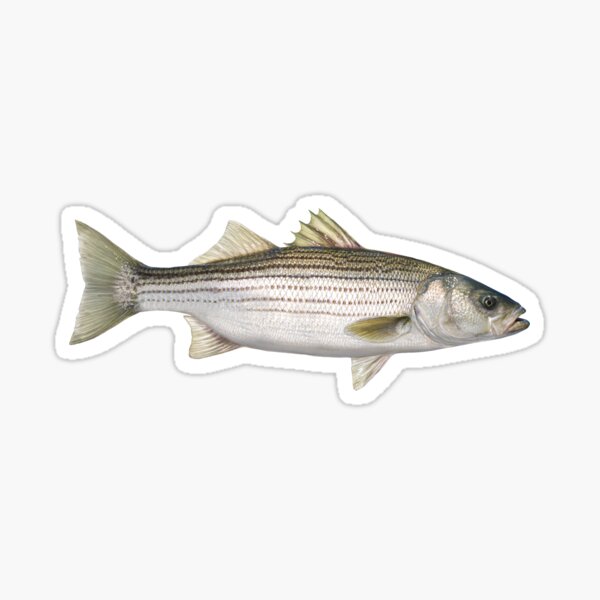 Striped Bass Sticker