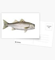 Striped Bass Postcards
