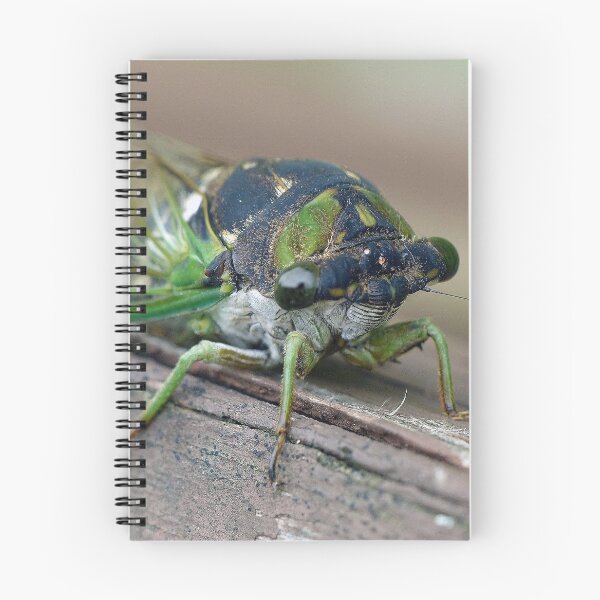 Item preview, Cicada designed and sold by Frankie Cat Photography.