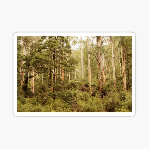 Item preview, Great Otway National Park designed and sold by imaginethis.