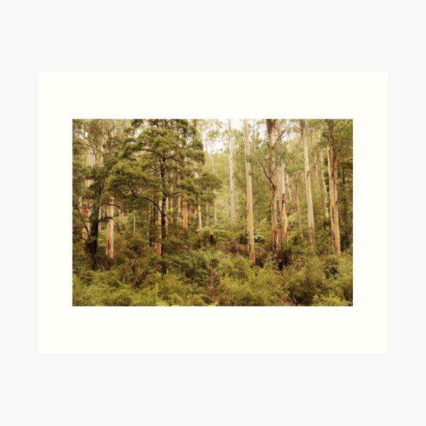 Item preview, Great Otway National Park designed and sold by imaginethis.