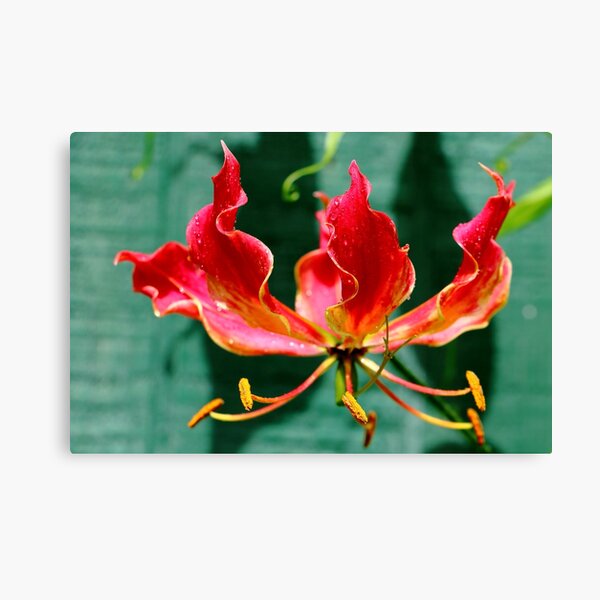 Flame Blossom Canvas Print