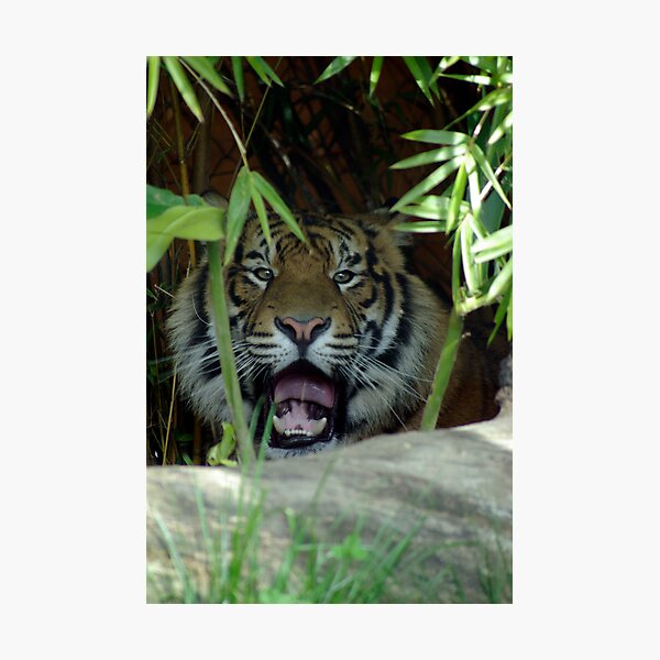 Grrrrrrrrrrr Photographic Print
