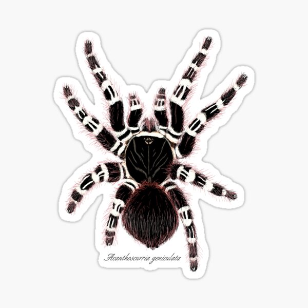 Tarantula Warning Stickers 7 Variations 