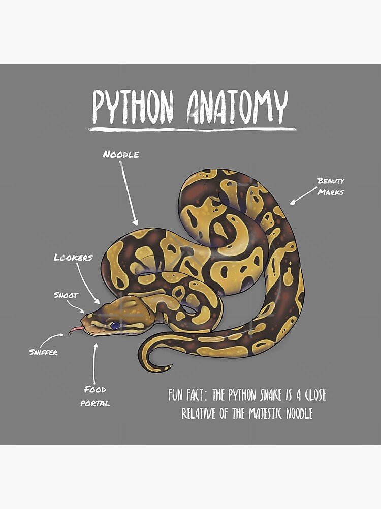 Python Anatomy Poster For Sale By Animalartist Redbubble