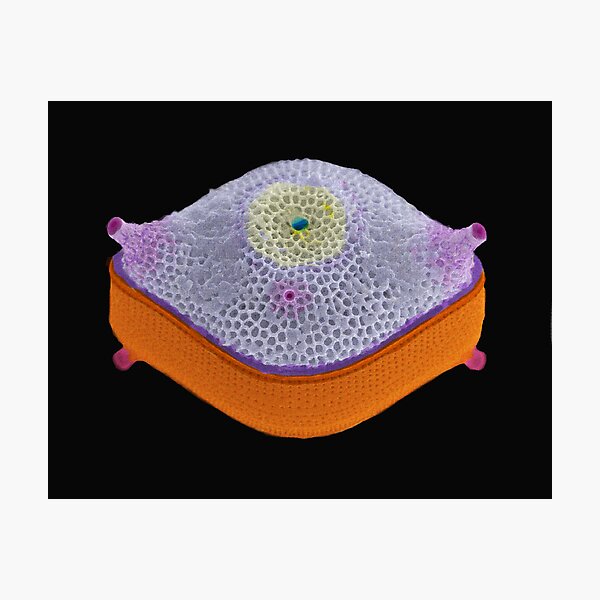 Artikelvorschau, Princess Cushion entworfen und verkauft von BlueOcean.