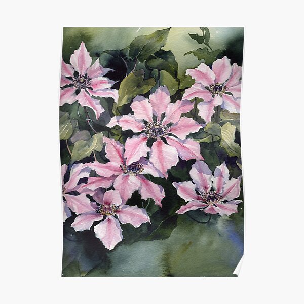 Nellie Moser Clematis Poster