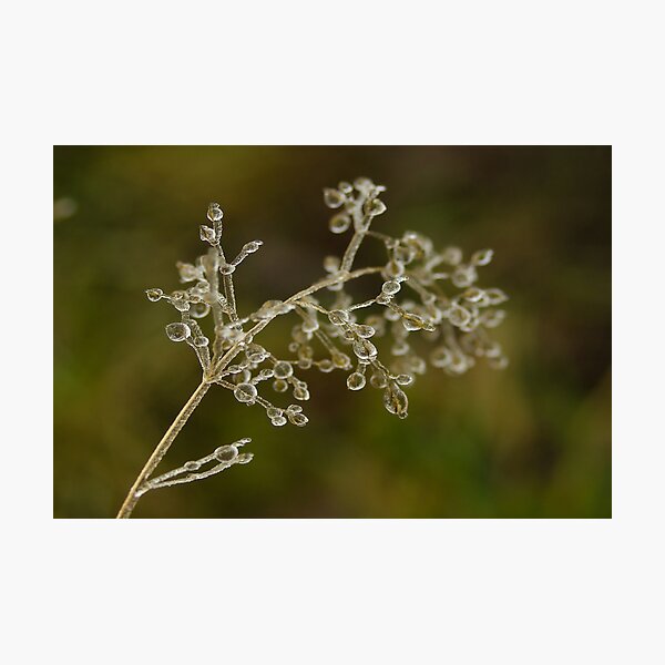Crystal elegance Photographic Print