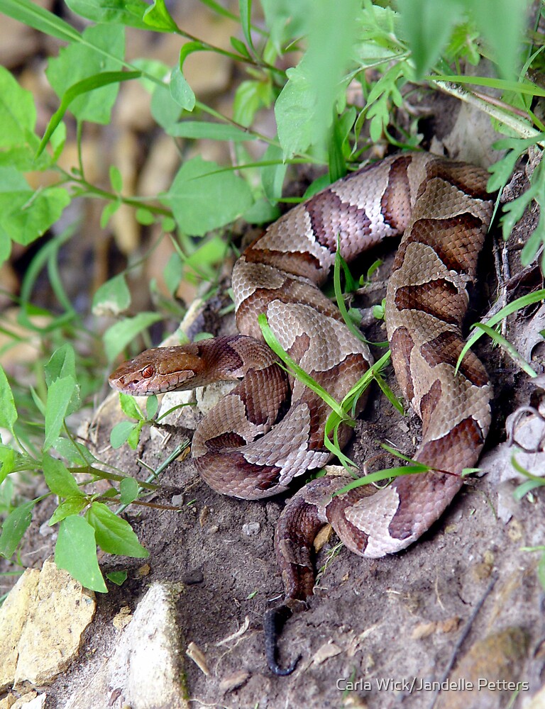 "Down Copperhead Road" by Carla Wick/Jandelle Petters Redbubble