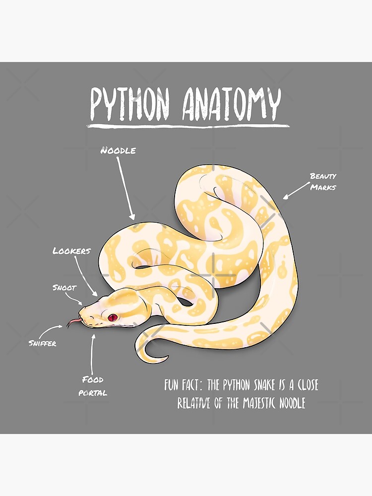 Albino Python Anatomy Poster For Sale By Animalartist Redbubble