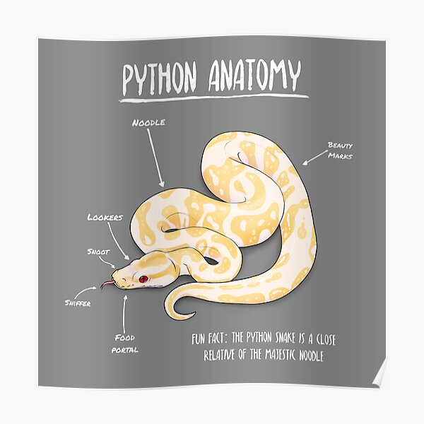 Albino Python Anatomy Poster For Sale By Animalartist Redbubble