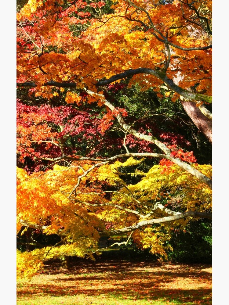 Autumn Acer Glade by JohnDalkin