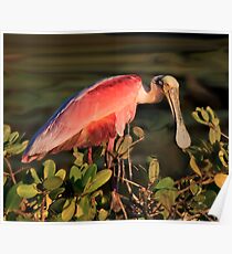 Roseate Spoonbill Poster
