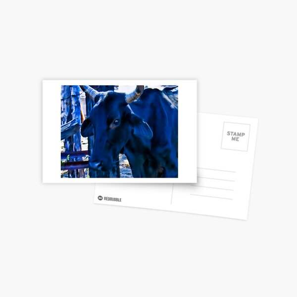 Blue Cow Postcard