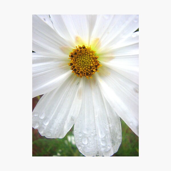 White Angel Photographic Print