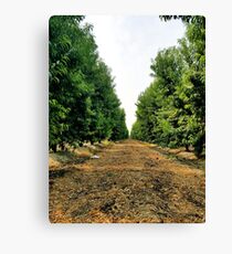 Peach Field(Nature) Canvas Print