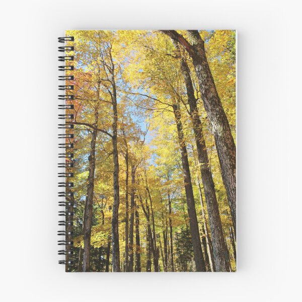 Item preview, Autumn sun through the trees designed and sold by croper.