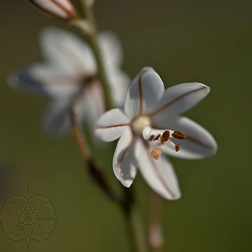 Artwork thumbnail, Bush Spring VIII by Sadandal