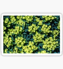 Euphorbia Sticker