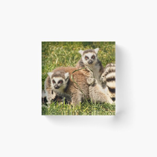 Item preview, Animal Portrait - Ringtail Lemur (2) designed and sold by Wolf Sverak Photography.
